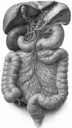Abdominal Internal Organs in Black & White
